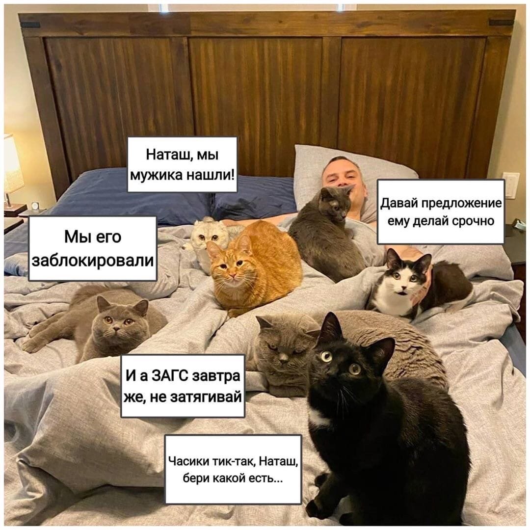 🐾 Смейся и улыбайся: СРЕДнего не дано 😹