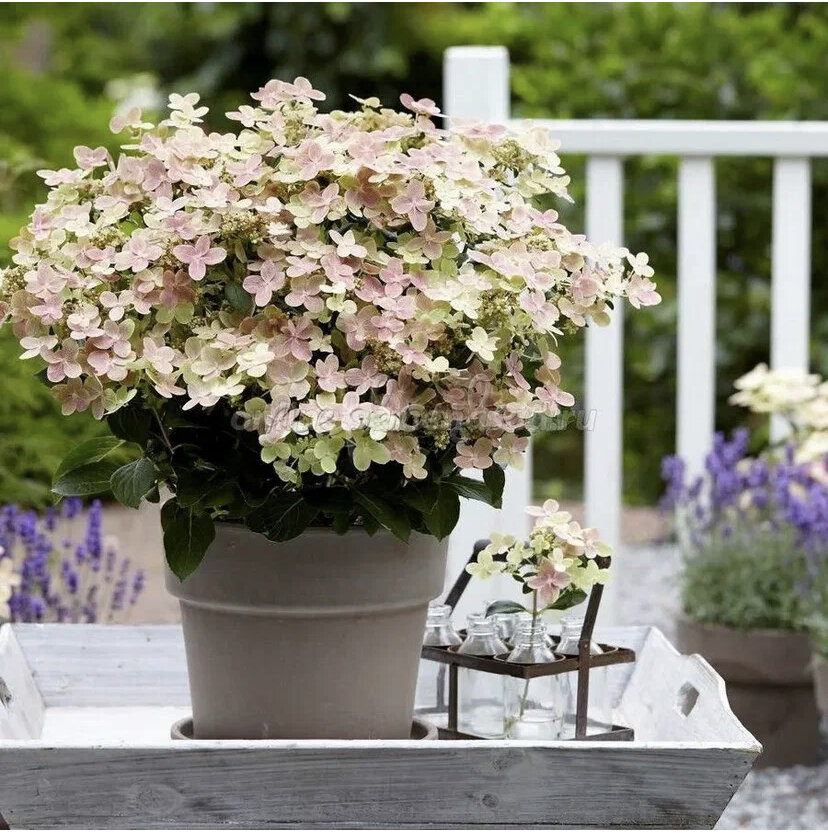 Гортензия Polestar