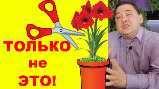 Гиппеаструм после цветения. Что с ним делать дальше? [ТОЛЬКО НЕ ЭТО!]