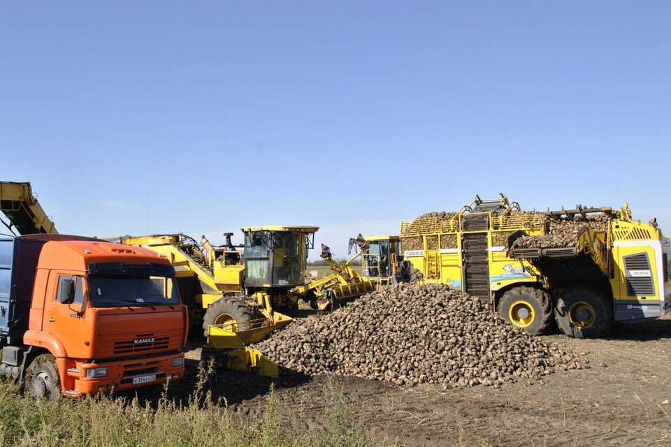     В Ростовской области подходит к концу уборка овощей и картофеля.  Правительство РО