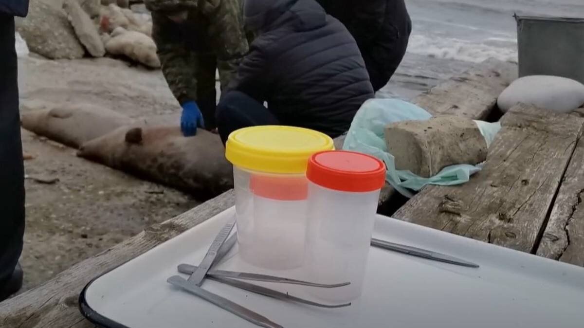    Фото: Северо-Кавказское ТУ Росрыболовства