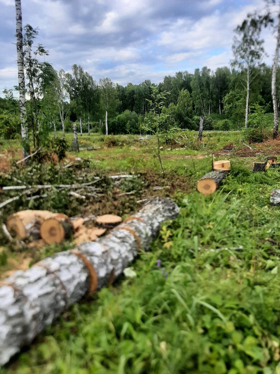 Деревья тоже плачут!