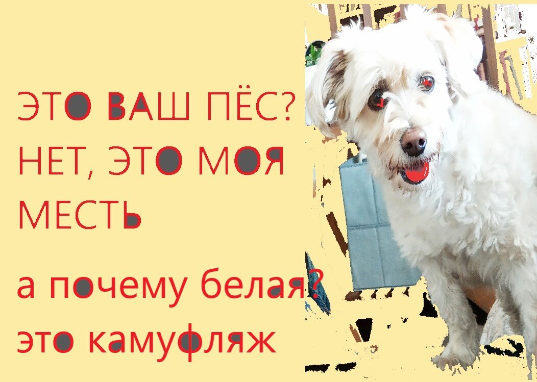 А так-то это наш Персенваль Эммануилович - он же Персик. Милейший пёс.