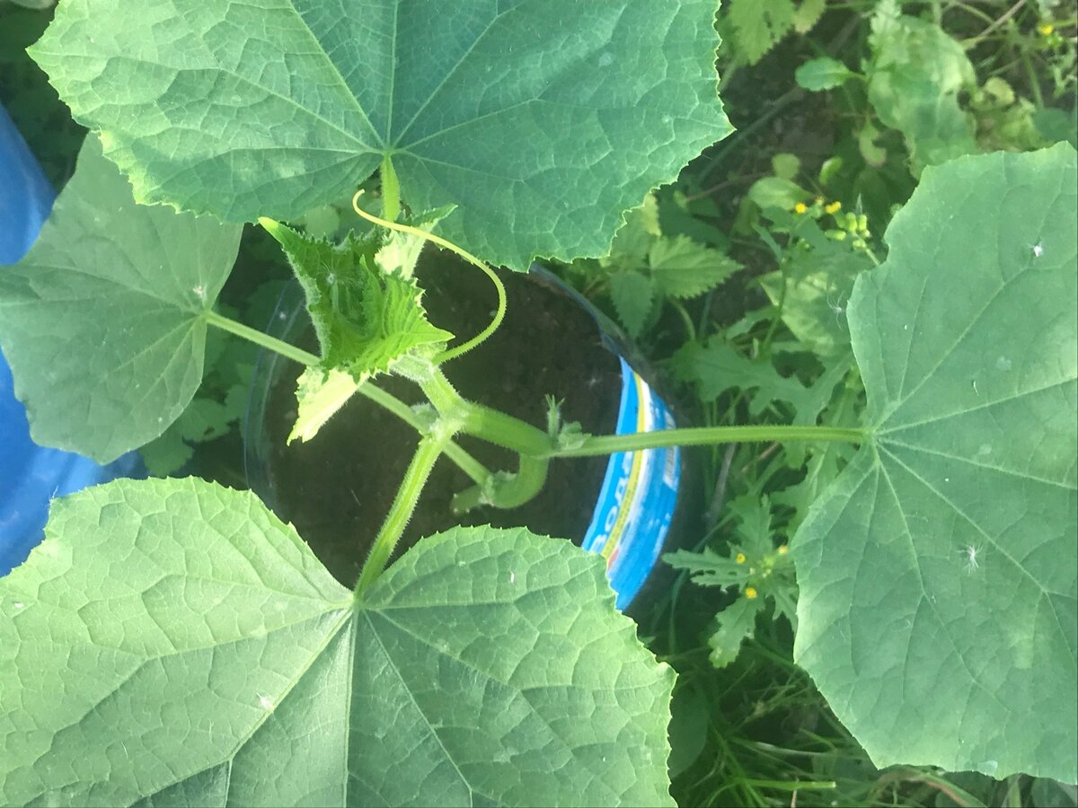 В этом году еще и огурец посадила