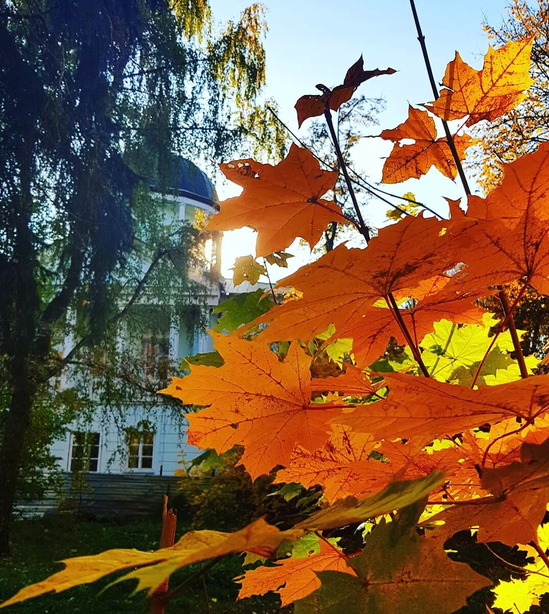 Золотая осень в Лыткарино 🍂 Где погулять и сделать прекрасные фотографии?  | Gruzkova Travel | Дзен