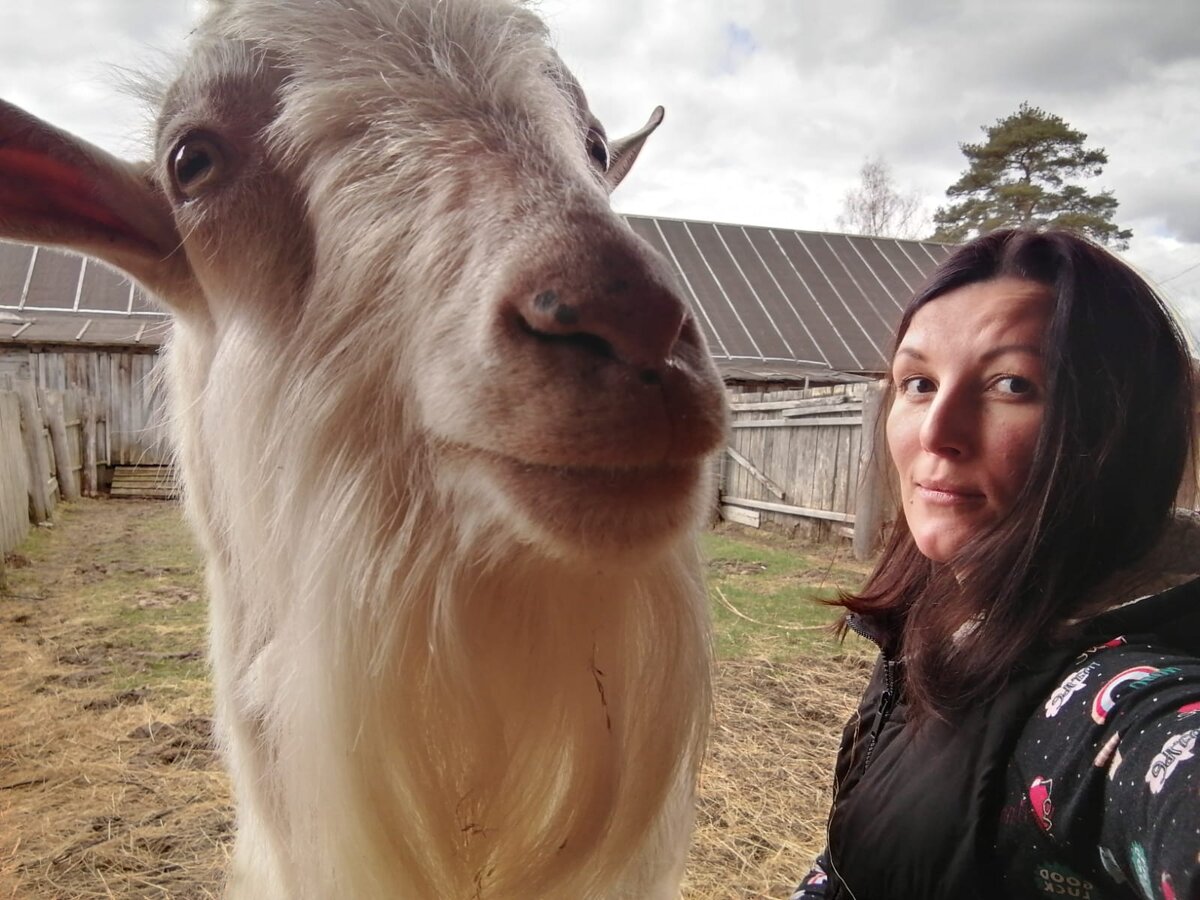 Красавец производитель 