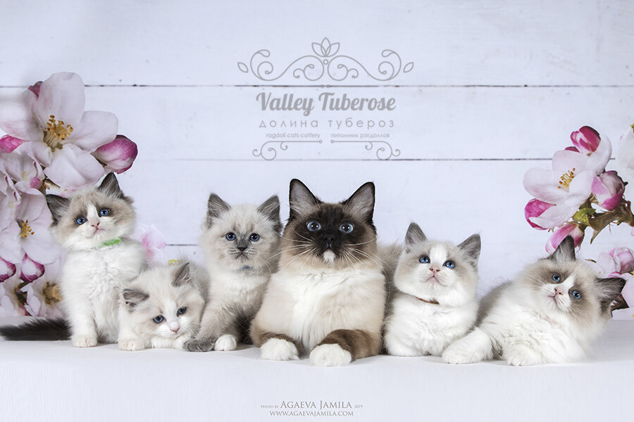 Наши котята