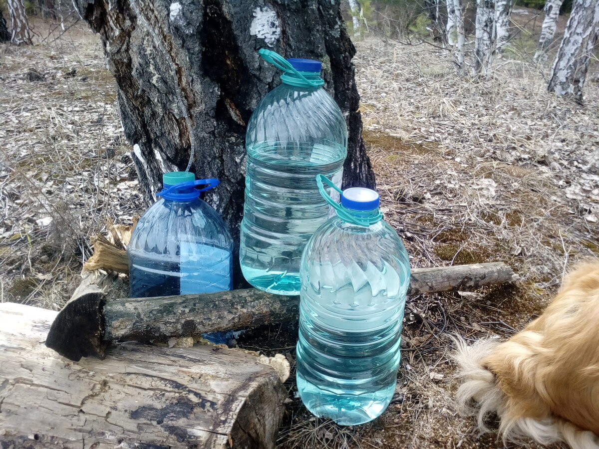 мои берёзы на бугорке