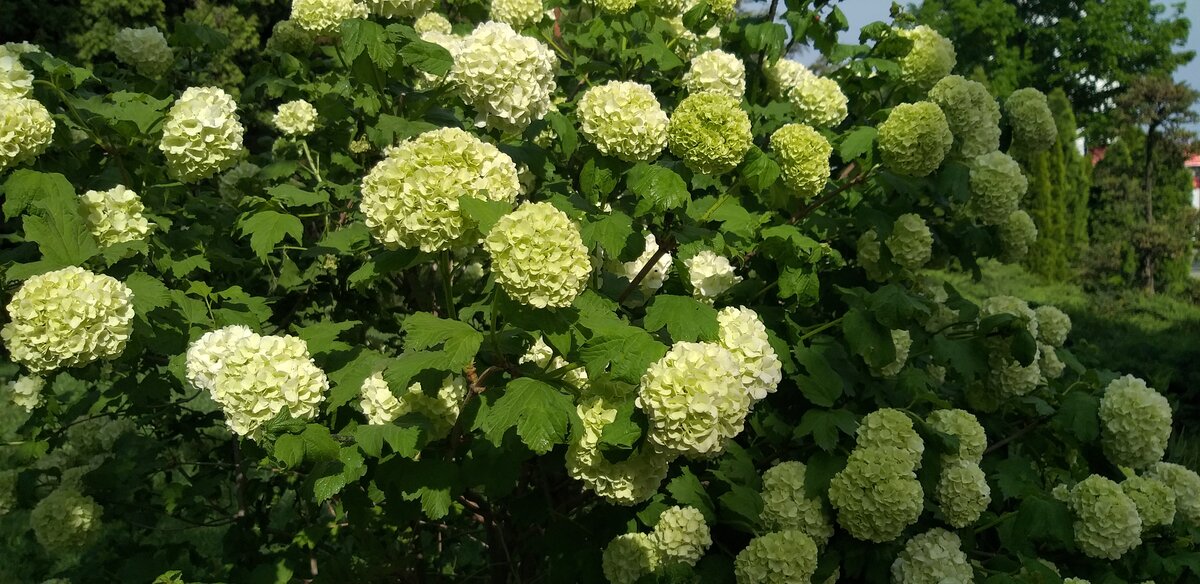 Декоративная калина Бульденеж