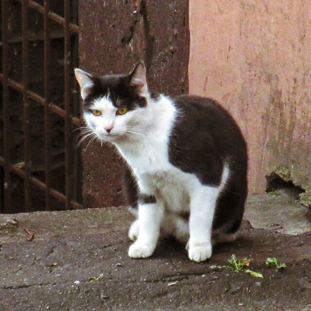 Эт я. Ну почти. Пока сохраню инКОТнито.