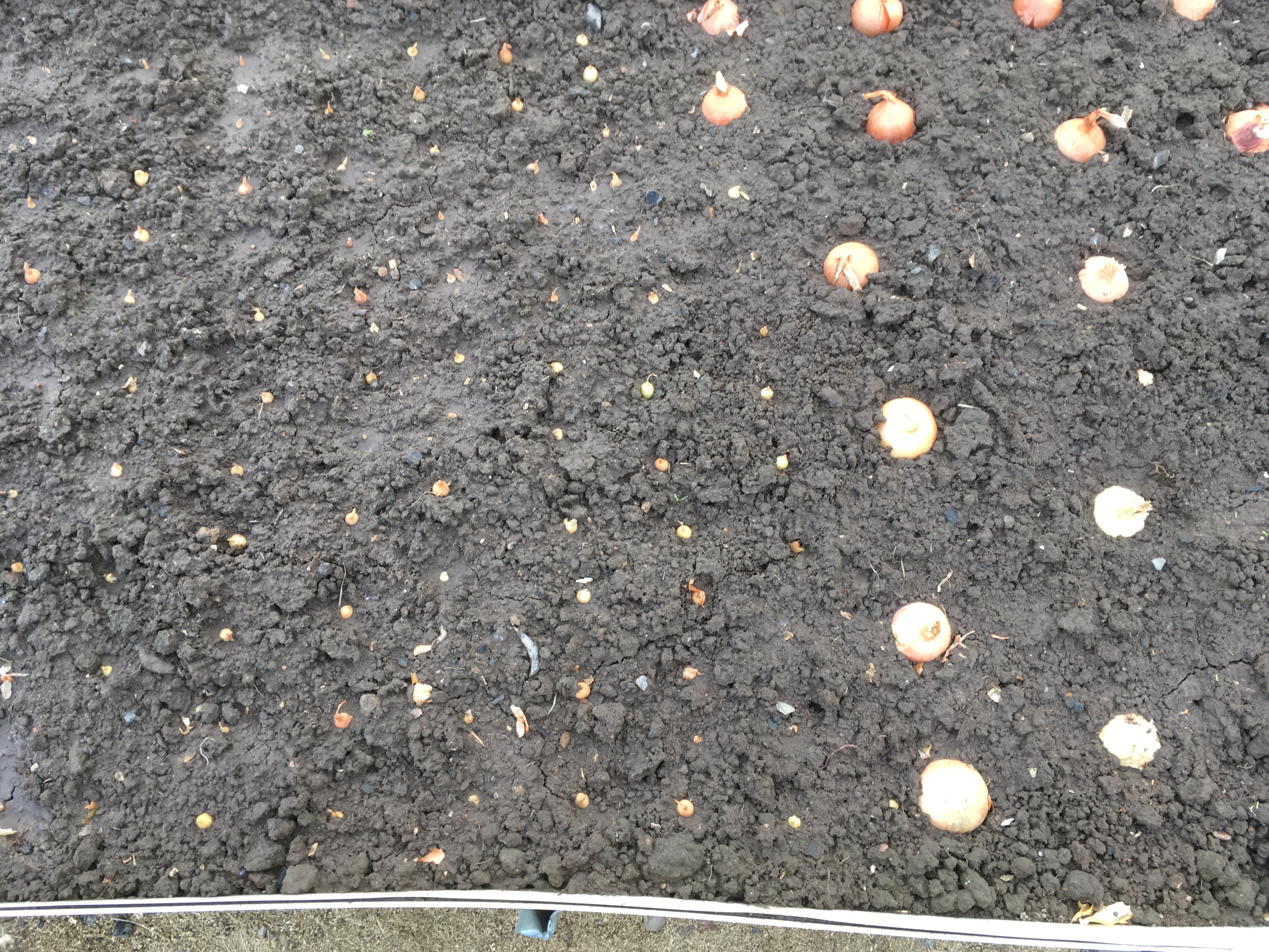 Севок лук грунт урал. Какого числа посадить лук под зиму. Лук севок посадка весной в открытый грунт. Лук севок на грядке. Лук севок посадка весной в открытый.