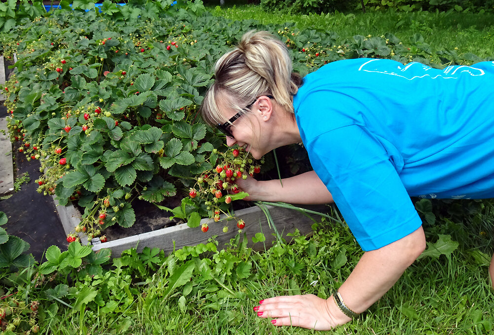 Ягоды на открытой грядке. Вьюнов стало меньше