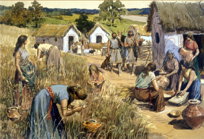 Поля засевали зерновыми культурами