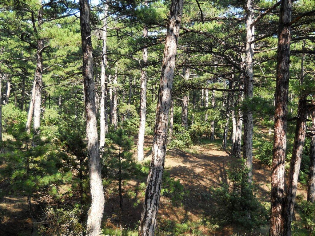 Крымский лес на ЮБК