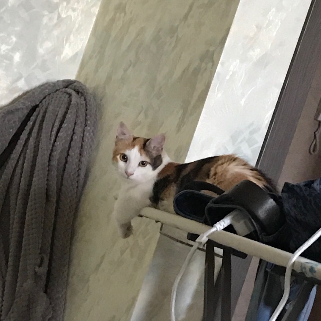 Напомню, что каждая моя статья, независимо от содержания сопровождается фотографиями Поньо! Ведь это её канал.