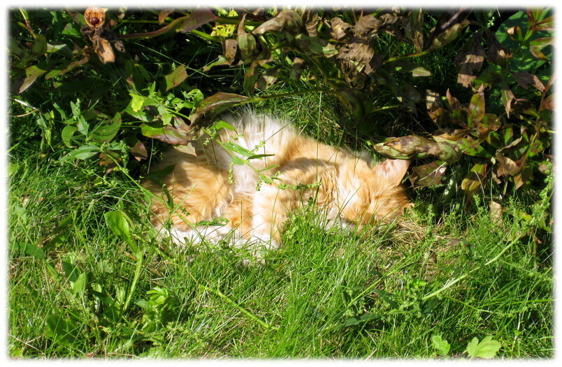 Кошка спит под пионом.  Все же любят кошек? Я-то не очень, но у меня их штук семь или восемь - давно не пересчитывал.