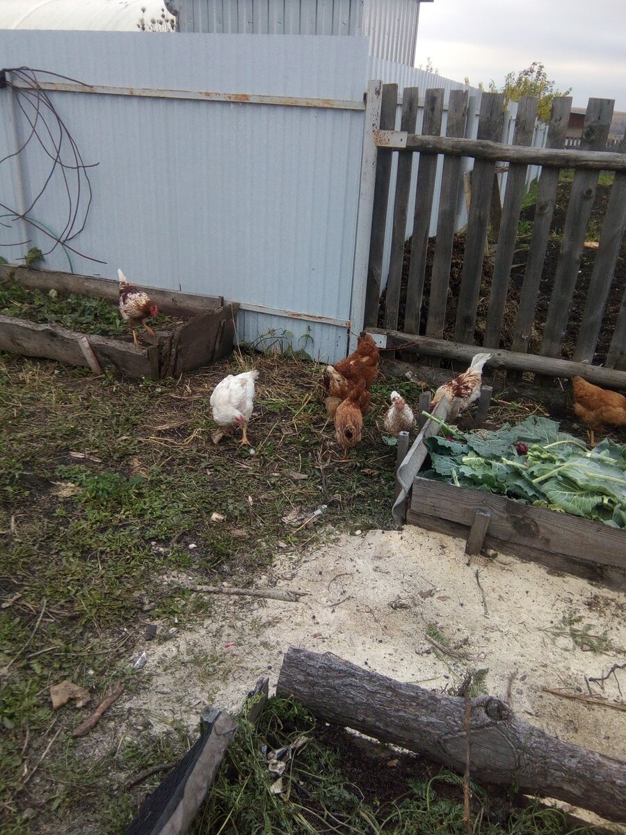 Куры вышли на зачистку огорода