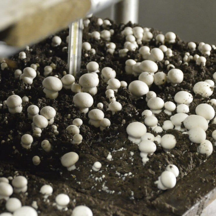 Вот так выглядят наши грибочки