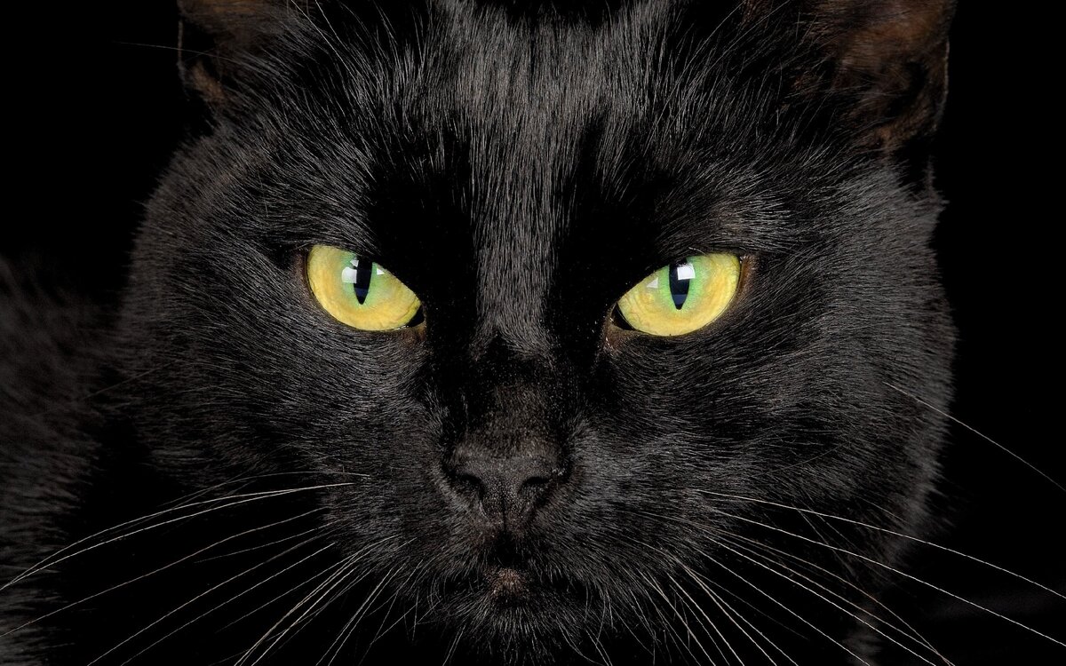 Черный кот - примета, оборотничество и связь с магией | Магия: теория и  практика | Дзен