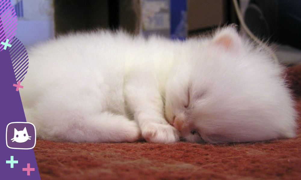 Спящий белый котенок. Спящие котята. Белый пушистый котенок. Маленькие котята пушистые.