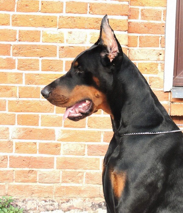 Источник http://dobermann-iz-zoosfery.ru/images/news/2012/10/okean-20-10-2012-myau_01.jpg