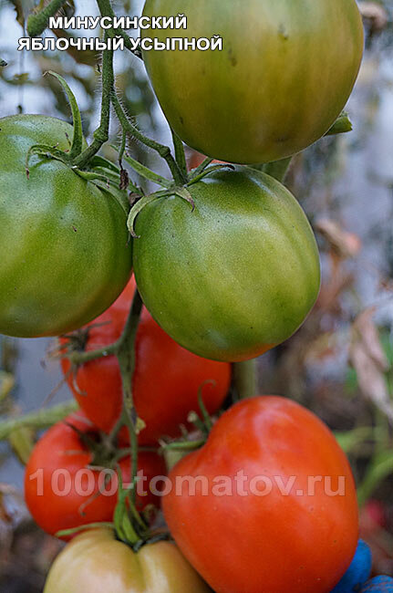 Томат МИНУСИНСКИЙ ЯБЛОЧНЫЙ УСЫПНОЙ фото 2