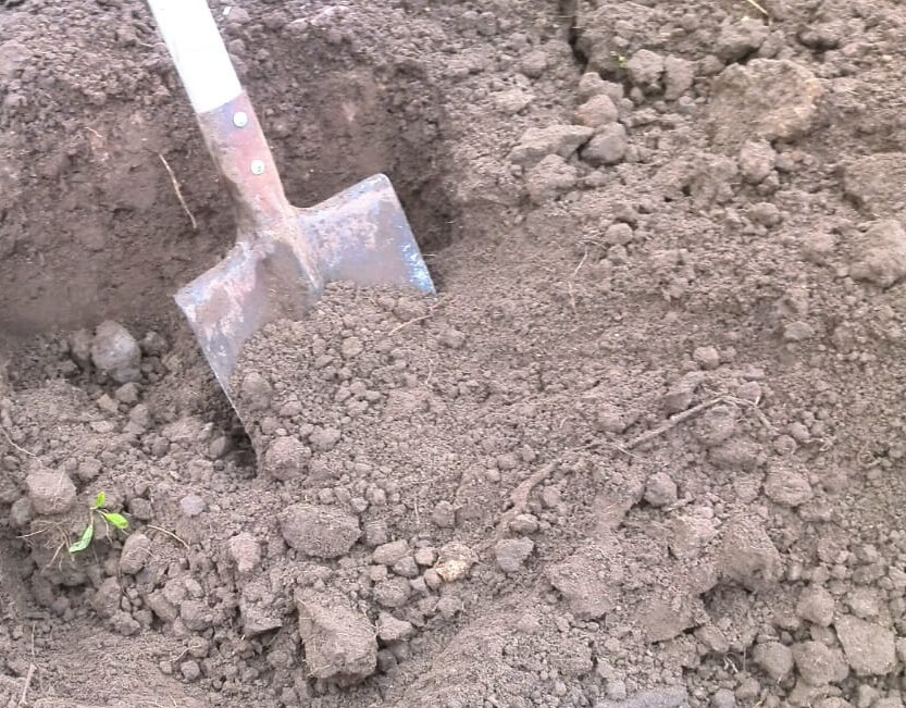 Копаю яму для того, чтобы взять почву для определения кислотности.