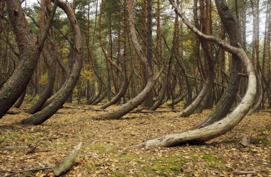 Пьяный лес. Фото: krylat2.livejournal.com