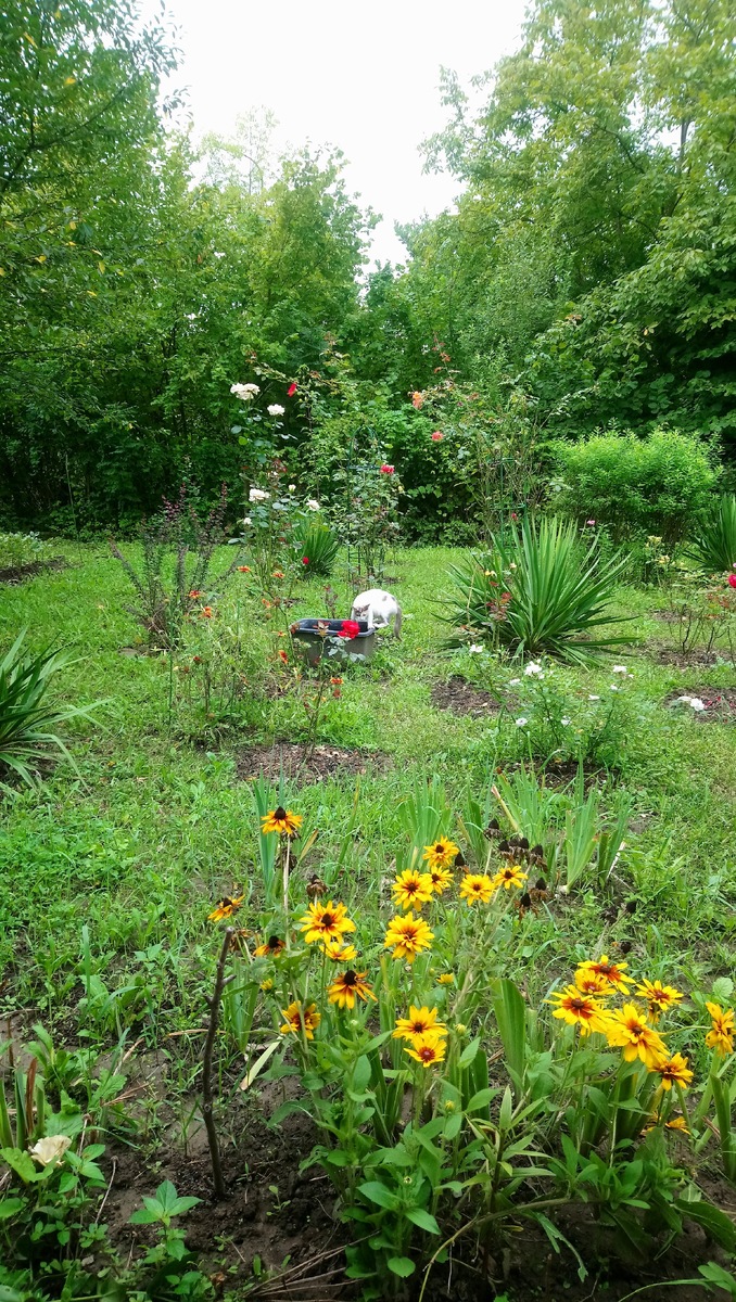 Маркиза пришла воды попить. Ходила к нам два года и котят своих приводила, а этой осенью пропала(