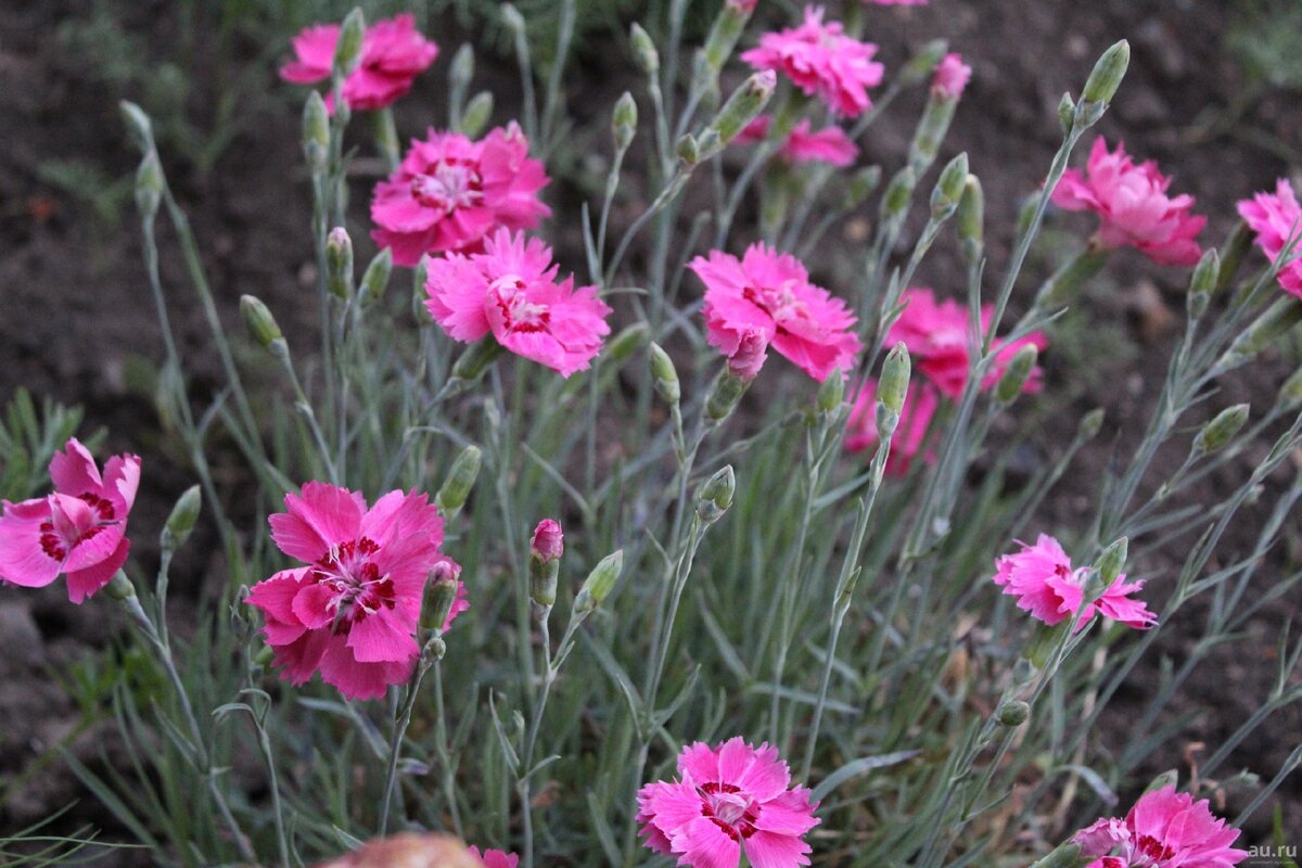 Гвоздика Dianthus