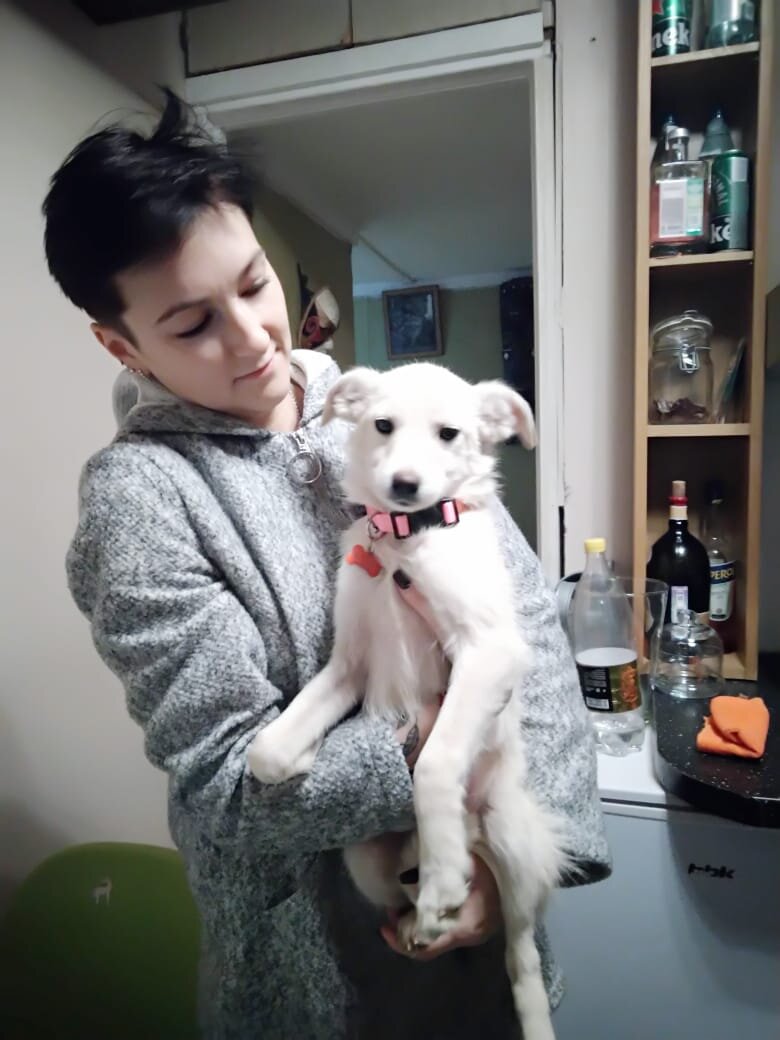 Собака Кадо Банда Дворян