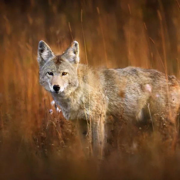 https://www.mexique-decouverte.com/wp-content/uploads/2015/09/Coyote-1-e1452193975993-600x600.jpg