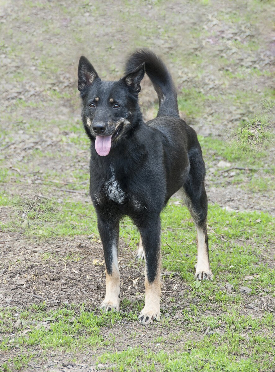 Санта, приют солнцево