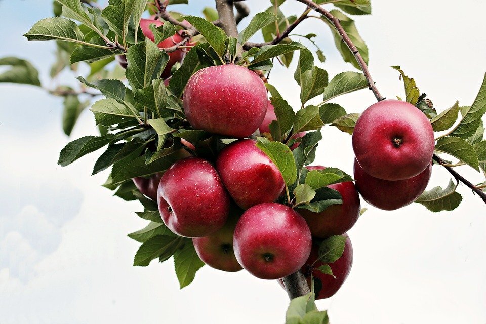https://pixabay.com/photos/apple-red-red-apple-apple-orchard-2788599/