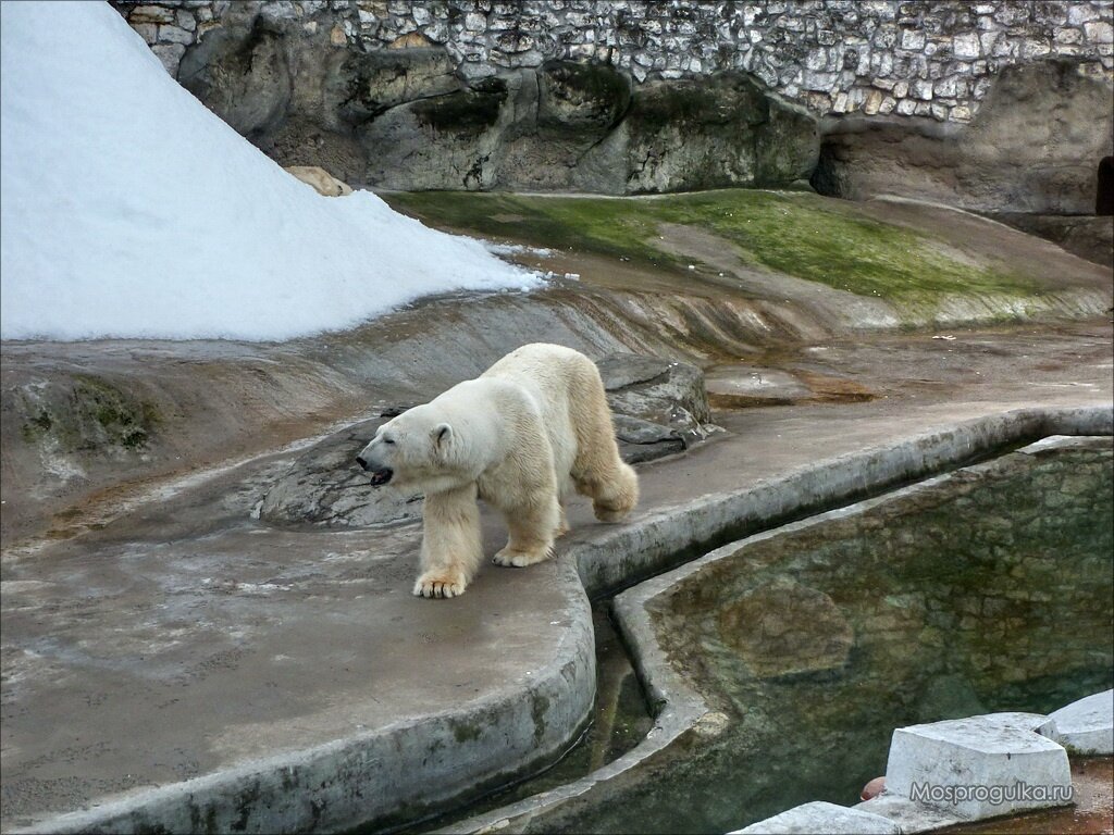 Белый медведь в Московском зоопарке. Фото: mosprogulka.ru