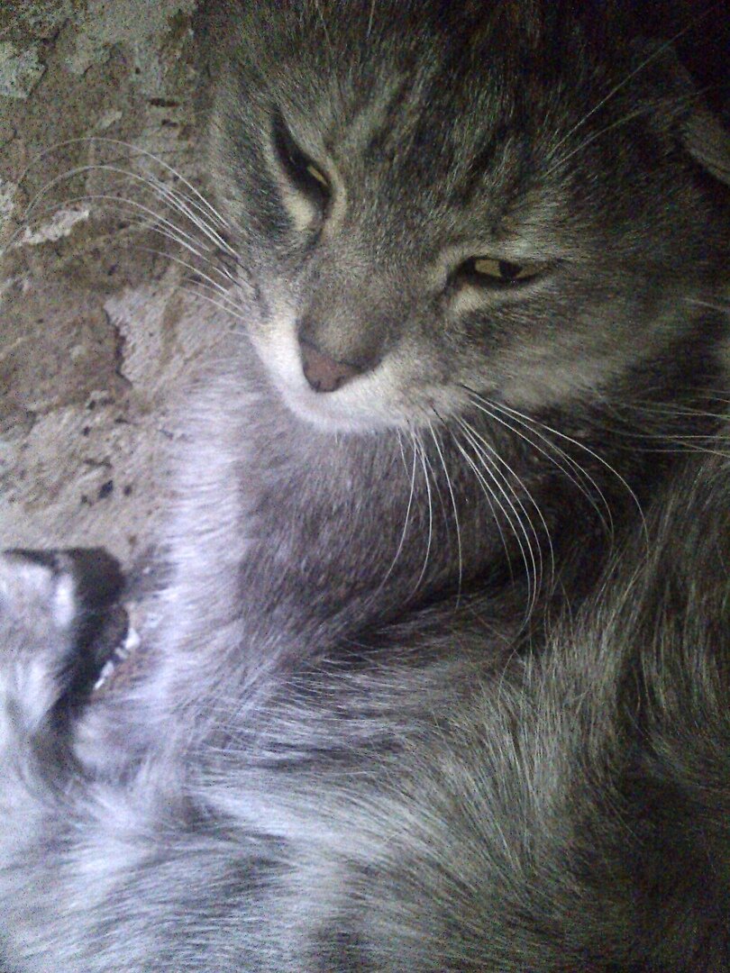 Мышь снаружи, мышь внутри!