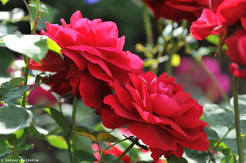 Роза  ‘L.D. Braithwaite’