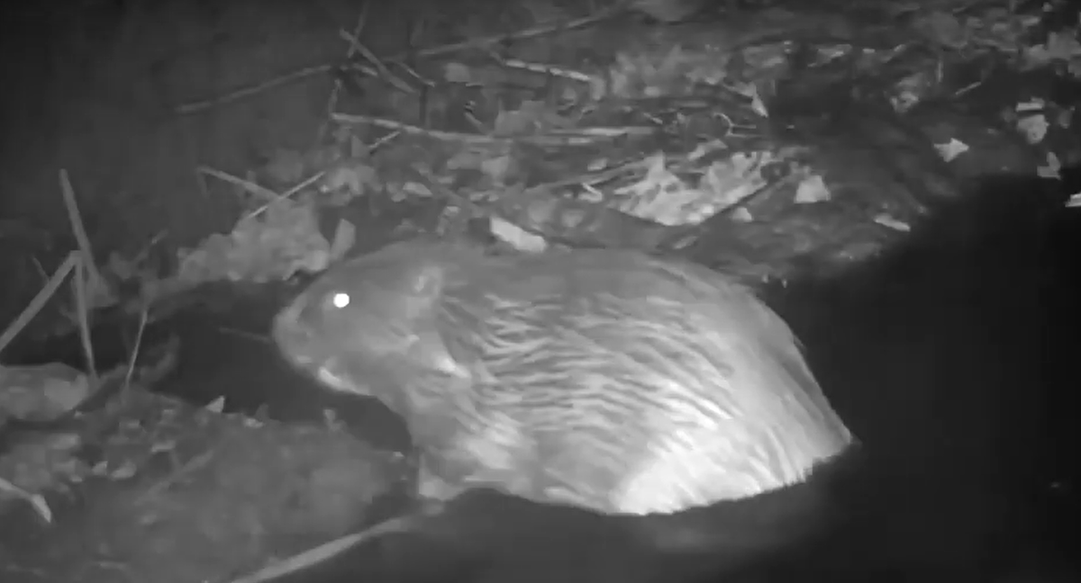 Кадр из видео. Полная версия видео в конце статьи