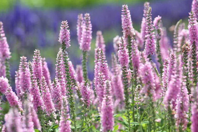 Veronica spicata ‘Pink Damask’