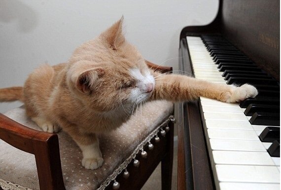 музыка для кошек и котов