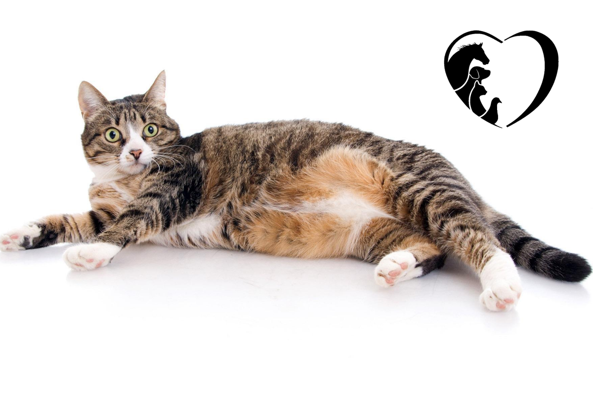 Календарь беременности кошки | Ветеринария | статьи о домашних животных |  Дзен