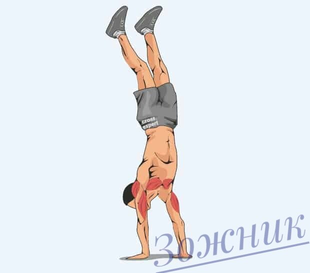 Рабочие группы мышц. 
