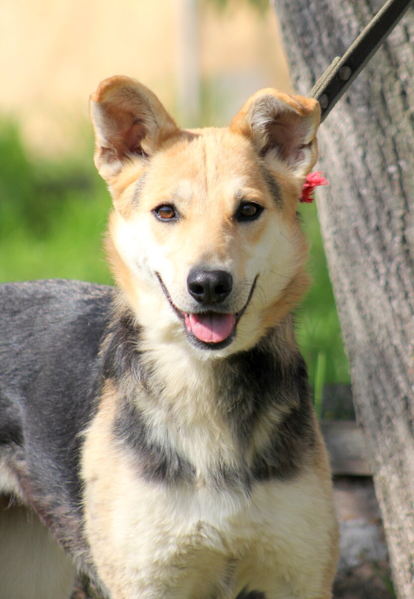 Лайси 2019 (приют Солнцево)