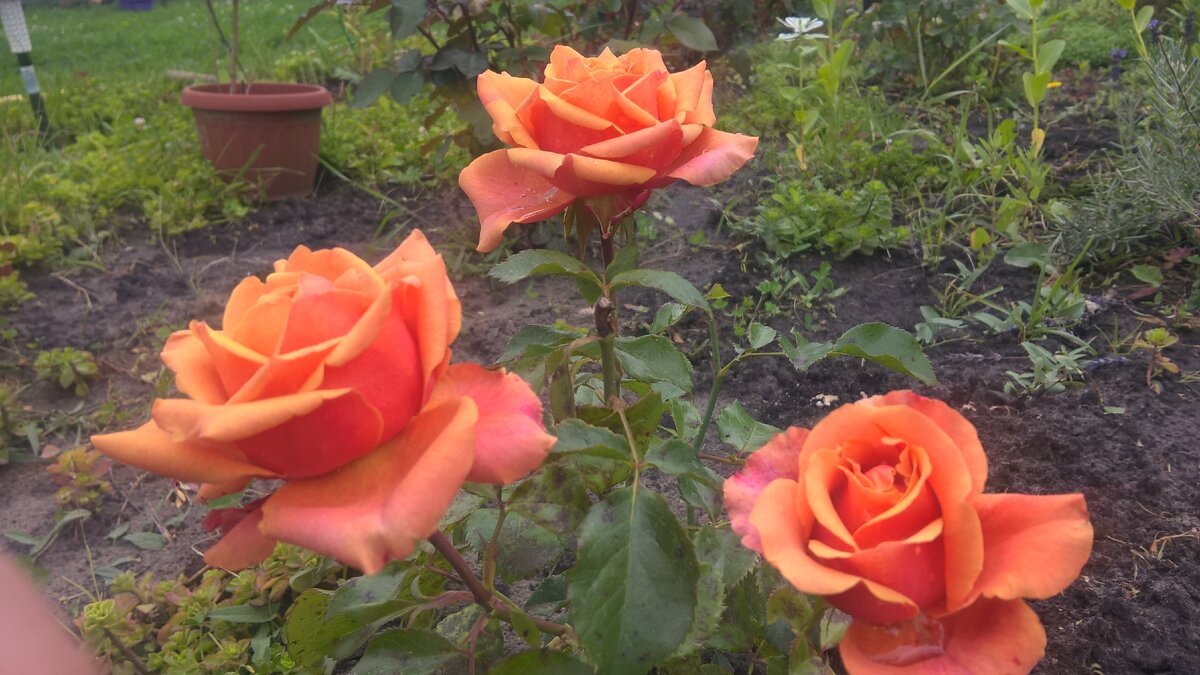 Роза сорт Вуду