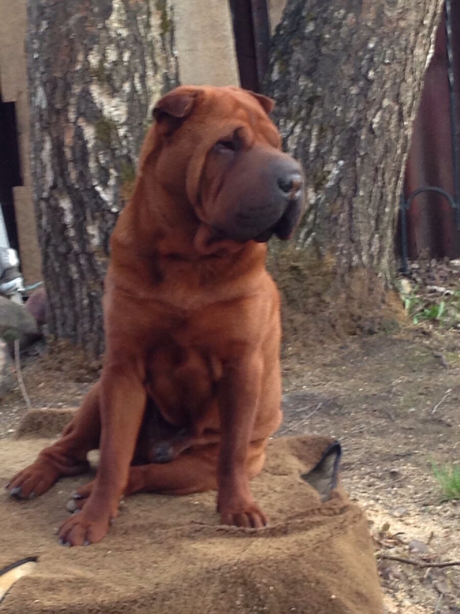 Если бы собаки научились говорить, то человек потерял бы своего единственного Друга!