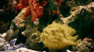 Рыба -Морской клоун