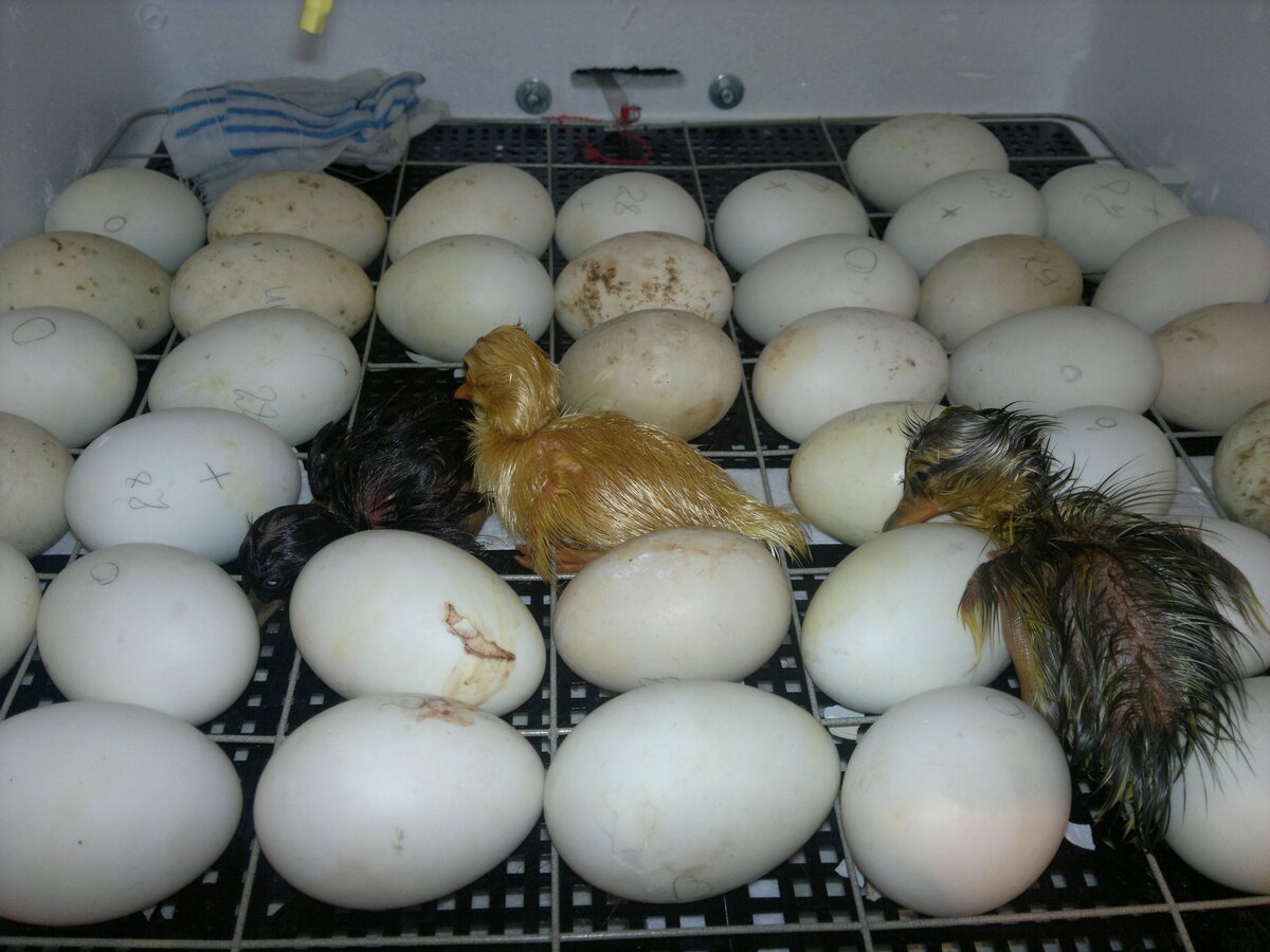 яйцо на 14 день инкубации на овоскопе