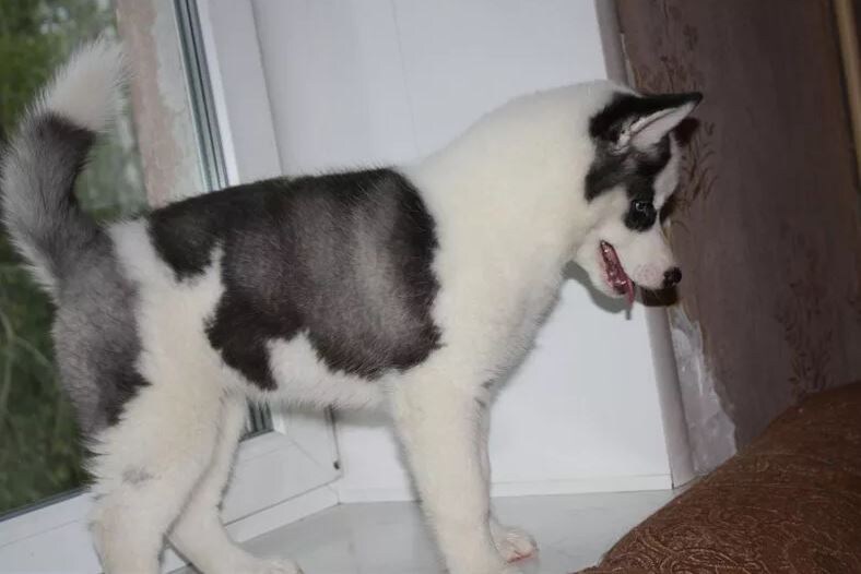 Фотография взята с сайта thehuskylovers.com