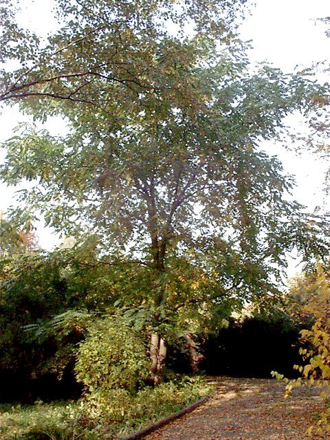 Орех ланкастерский