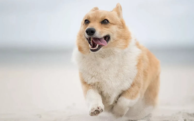 Знаете, я никогда, ни разу не считал это поведение проблемой- оно меня скорее развлекало. Фото ik123.com